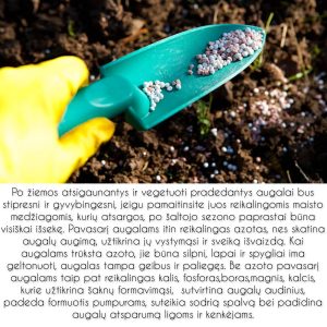 InCollage_20240129_124804758