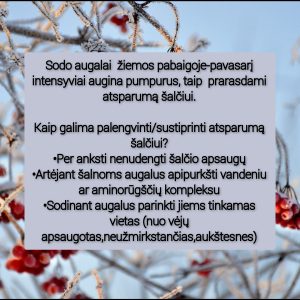 InCollage_20240129_162314814