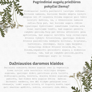 White Green Modern Floral Love Quote Instagram Post_20241211_093348_0000