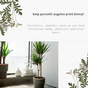 White Green Modern Floral Love Quote Instagram Post_20241211_093726_0000