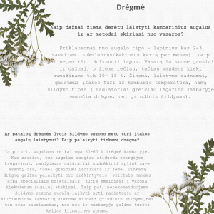 White Green Modern Floral Love Quote Instagram Post_20241211_094353_0000