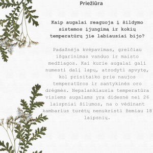 White Green Modern Floral Love Quote Instagram Post_20241211_095203_0000
