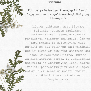 White Green Modern Floral Love Quote Instagram Post_20241211_095322_0000