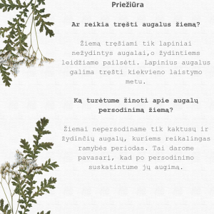 White Green Modern Floral Love Quote Instagram Post_20241211_095431_0000