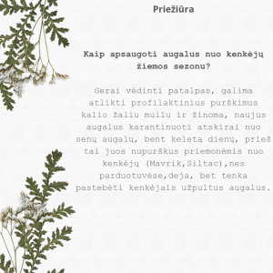 White Green Modern Floral Love Quote Instagram Post_20241211_095602_0000
